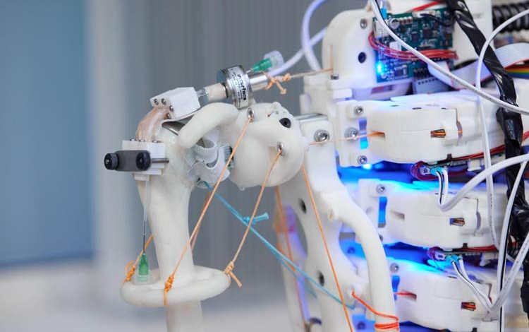 ربات‌های انسان‌نما برای انسان‌ها تاندون می‌سازند