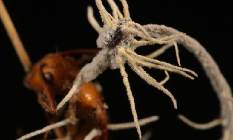 انگل مرموزی که قارچ تبدیل‌کننده مورچه‌ها به زامبی را آلوده می‌کند، شناسایی شد