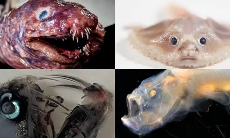 دانشمندان چندین موجود دریایی عجیب و ترسناک در اعماق اقیانوس پیدا کردند