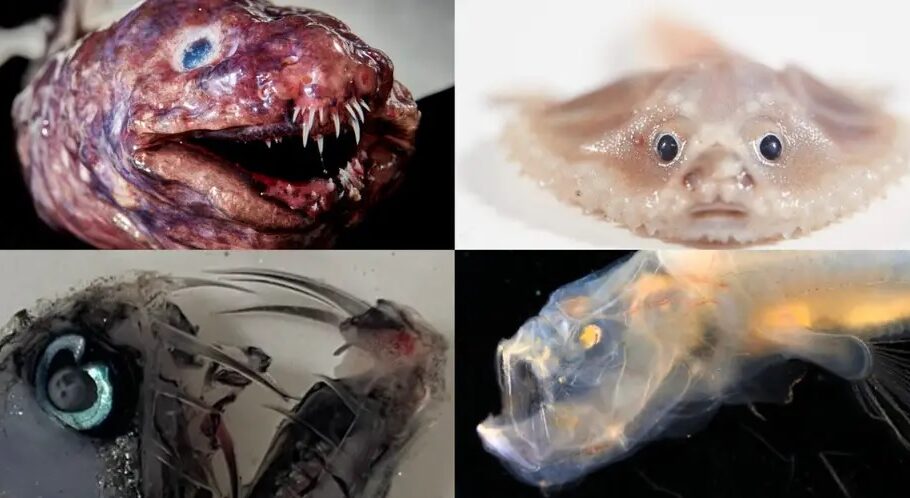 دانشمندان چندین موجود دریایی عجیب و ترسناک در اعماق اقیانوس پیدا کردند