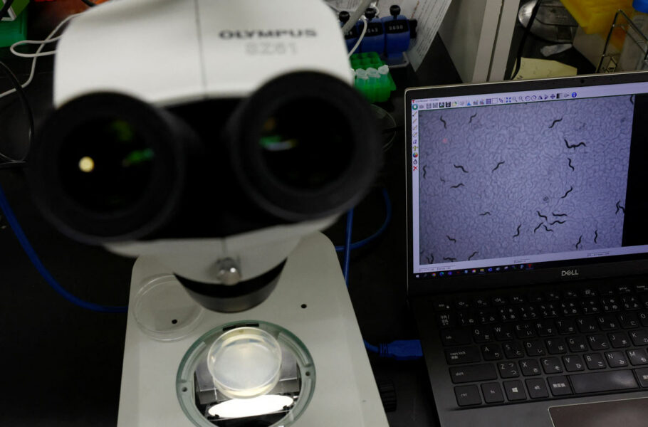 محققان ژاپنی با استفاده از کرم‌های مخصوص، سرطان لوزالمعده را تشخیص می‌دهند