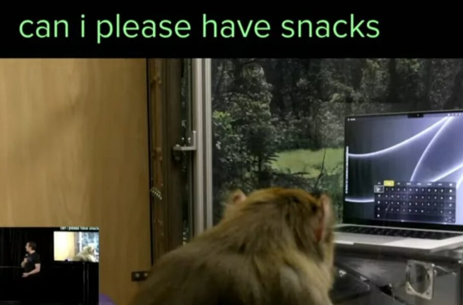 میمونی که می‌تواند از طریق تراشه مغزی نورالینک ایلان ماسک با ذهنش تایپ کند [تماشا کنید]