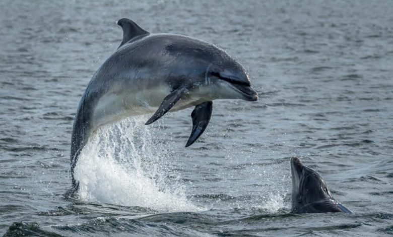 پژوهشگران: دلفین‌ها هم احتمالاً به بیماری آلزایمر مبتلا می‌شوند
