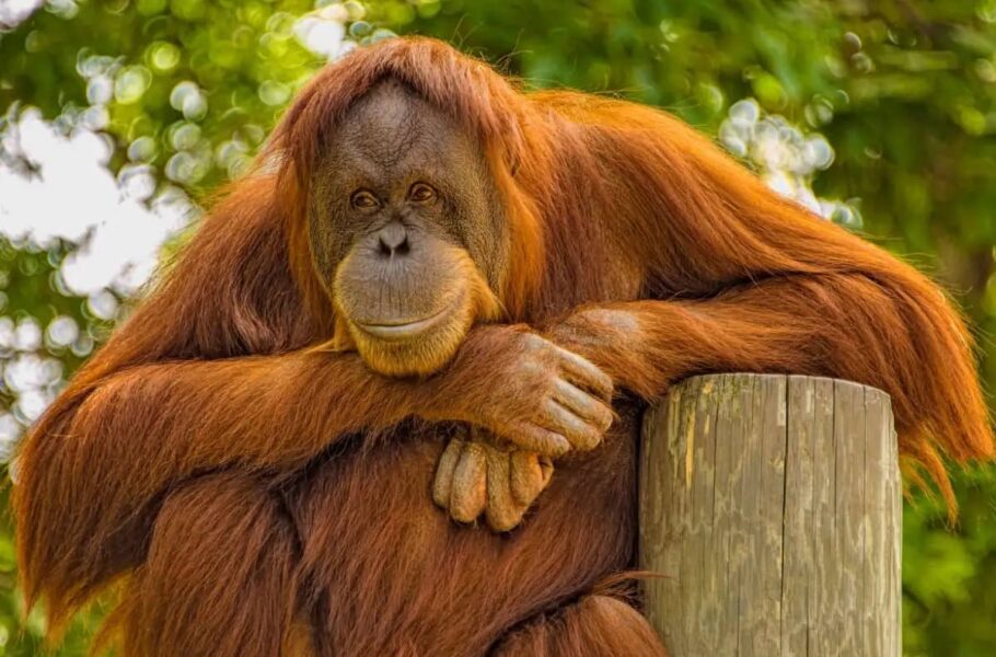 پژوهشگران: گوریل‌ها و اورانگوتان‌ها می‌توانند مانند انسان‌ها تصمیمات اقتصادی منطقی بگیرند