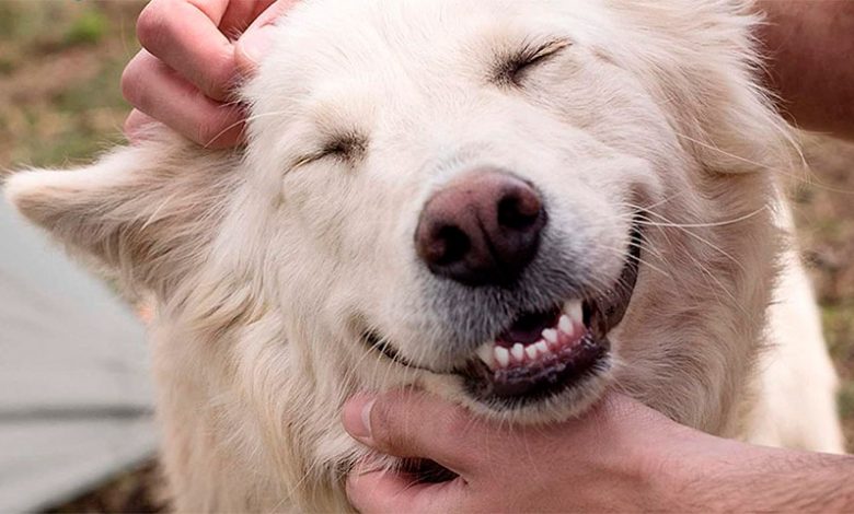 کلید درمان سرطان در ژن‌های سگ نهفته است؟!