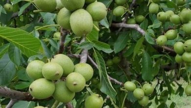 آشنایی با سه شهر رکورددار تولید نهال گردو؛ اصفهان، مشهد و ارومیه