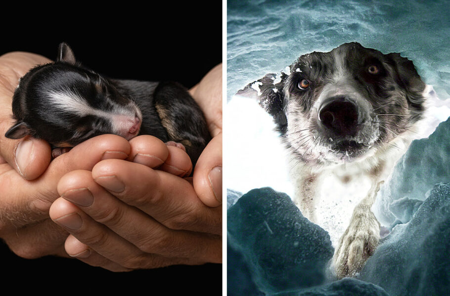 از توله سگ درحال چرت‌زدن تا سگ‌های نجات؛ برندگان مسابقه عکاسی سگ 2022 اعلام شدند