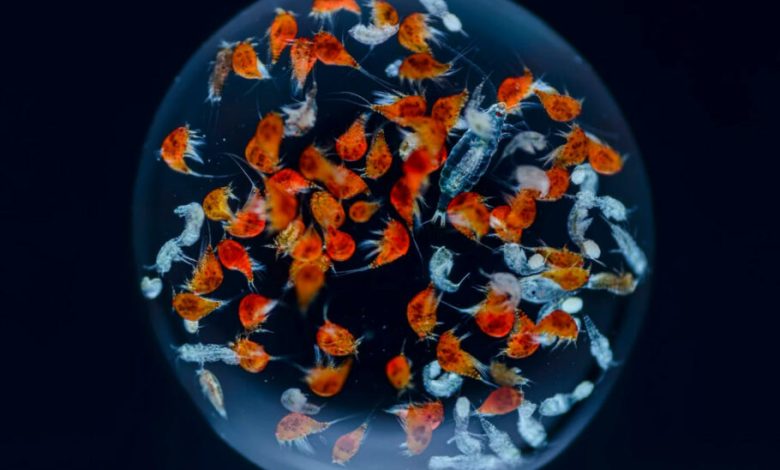 این تصاویر فوق‌العاده زندگی درون یک قطره آب دریا را نشان می‌دهد