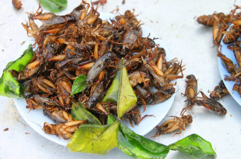 با اعطای تأییدیه، حشرات وارد چرخه غذایی شهروندان اتحادیه اروپا شدند
