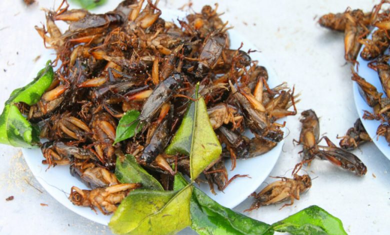 با اعطای تأییدیه، حشرات وارد چرخه غذایی شهروندان اتحادیه اروپا شدند