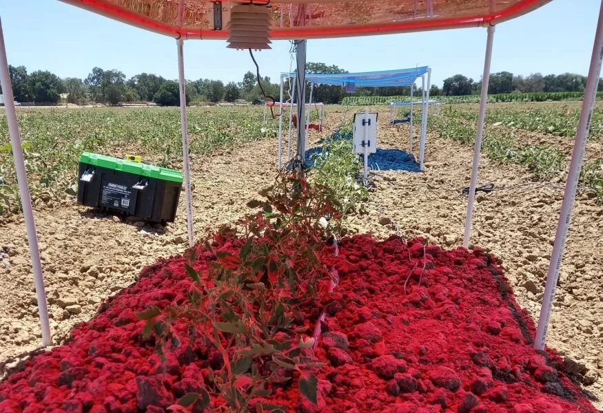 تحولی در کشاورزی به کمک پنل‌های خورشیدی: راهکار جدید محققان فرایند رشد گیاهان را سرعت می‌بخشد