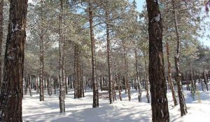 جاهای تفریحی تهران در زمستان