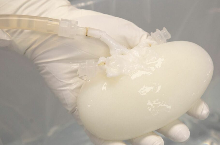 دانشمندان با اصلاح سلولی، پیوند اعضای بدن خوک به انسان را ممکن می‌کنند