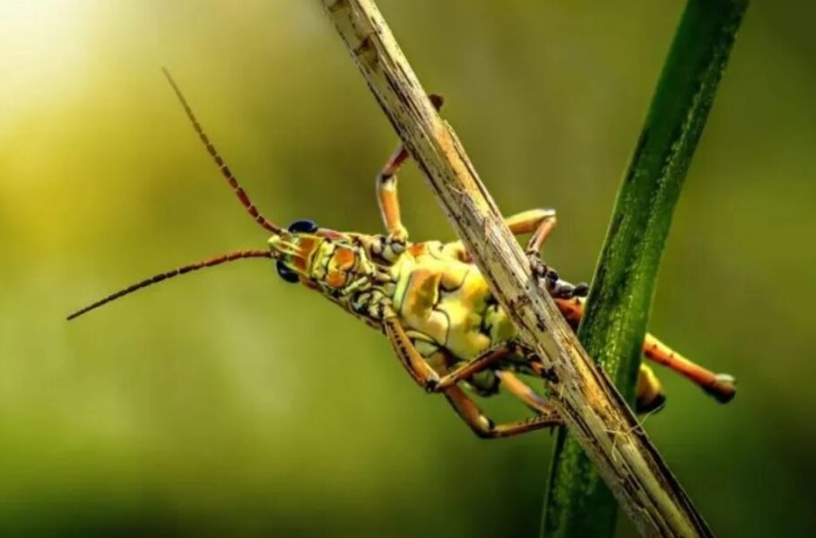 دستاورد جدید دانشمندان: ساخت ماده‌ای با الگوبرداری از پای ملخ که 200 برابر ضخامتش، می‌پرد