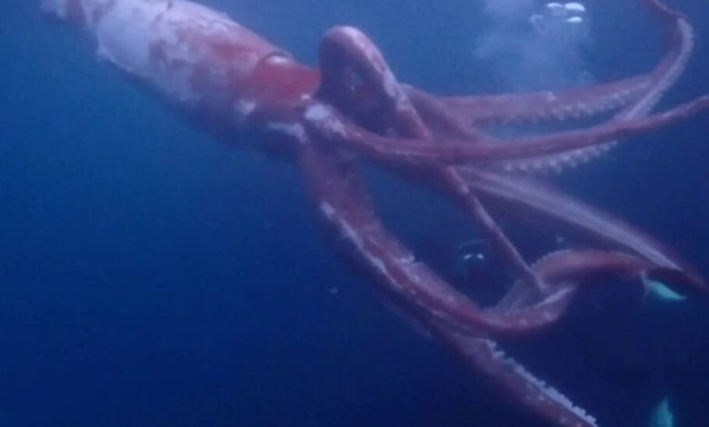 غواصان ژاپنی ویدیویی را از یک ماهی مرکب غول‌پیکر کمیاب منتشر کردند [تماشا کنید]