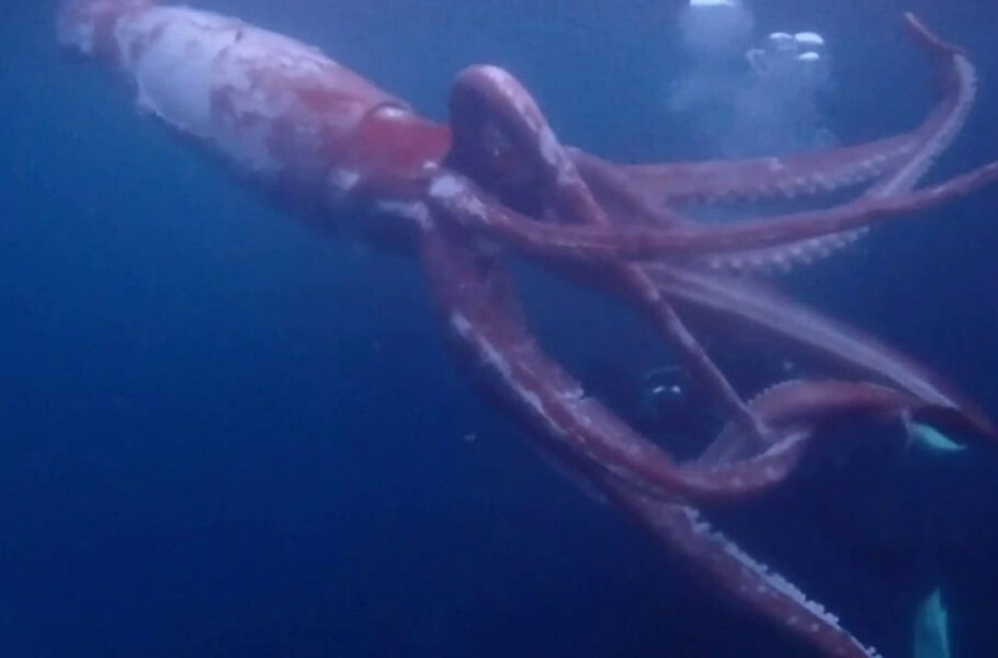 غواصان ژاپنی ویدیویی را از یک ماهی مرکب غول‌پیکر کمیاب منتشر کردند [تماشا کنید]