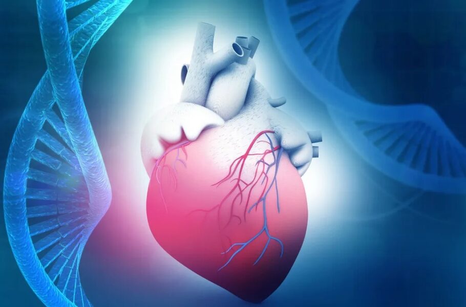 پژوهشگران با کشف یک ژن ضدپیری، قلب موش‌ها را 10 سال جوان کردند
