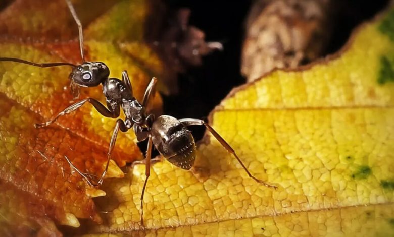 پژوهشگران: مورچه‌ها می‌توانند تومورهای سرطانی را در نمونه‌های ادرار بو بکشند