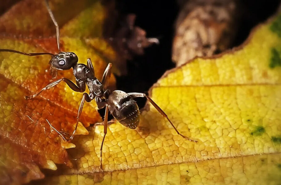 پژوهشگران: مورچه‌ها می‌توانند تومورهای سرطانی را در نمونه‌های ادرار بو بکشند