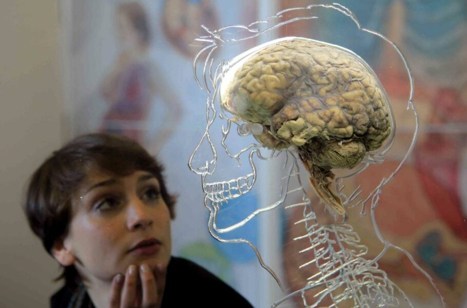 چگونه ژن‌هایی که مغز انسان را بزرگ کردند، به‌وجود آمدند؟