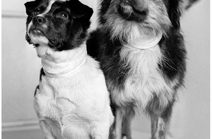 امروز در فضا: شوروی با پرتاب دو سگ، وتروک و اوگولیوک، رکورد جدیدی ثبت کرد