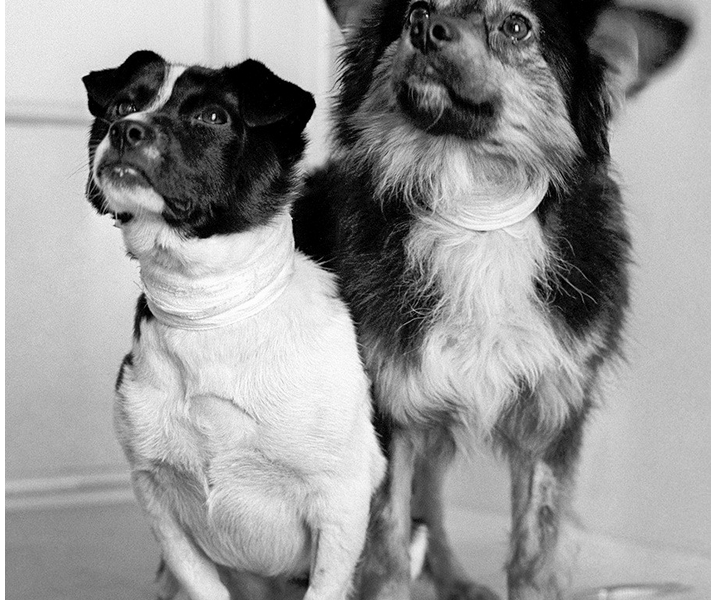 امروز در فضا: شوروی با پرتاب دو سگ، وتروک و اوگولیوک، رکورد جدیدی ثبت کرد