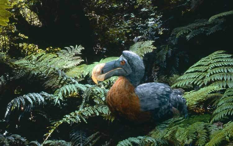 دانشمندان پرنده منقرض‌شده را پس از ۳۶۱ سال به زندگی بازمی‌گردانند