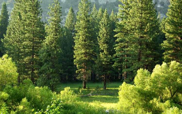 درختان ازطریق ذخیره آب، با سطوح بالای دی‌‌اکسید کربن سازگار می‌‌شوند
