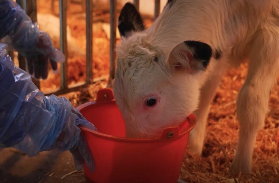 چین مدعی شبیه‌سازی سه «اَبَرگاو» با امکان تولید سالانه 18 تن شیر شد