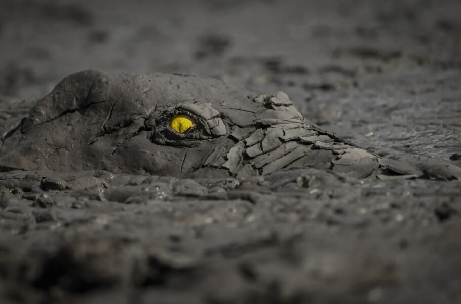 از تمساح کمین‌کرده تا زیبایی‌های سیاره زمین؛ برندگان مسابقه عکاسی طبیعت سال 2022 اعلام شدند