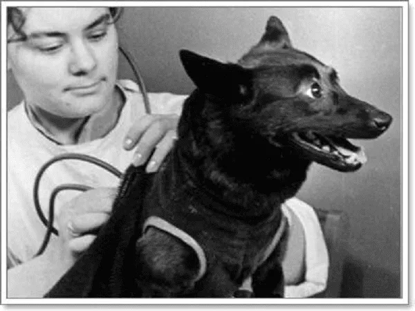 امروز در فضا: شوروی یک آدمک، سگ و خوکچه هندی را به فضا پرتاب کرد
