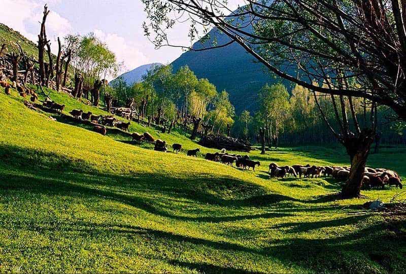 چرای دام ها در مراتع سرسبز روستای لیقوان