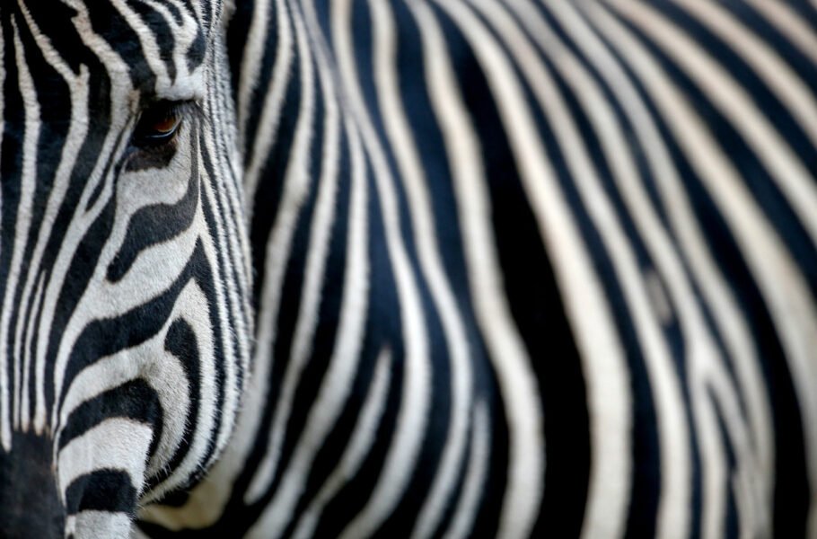 محققان با الهام از خطوط راه‌راه گورخرها موفق به طراحی مولد ترموالکتریک شدند