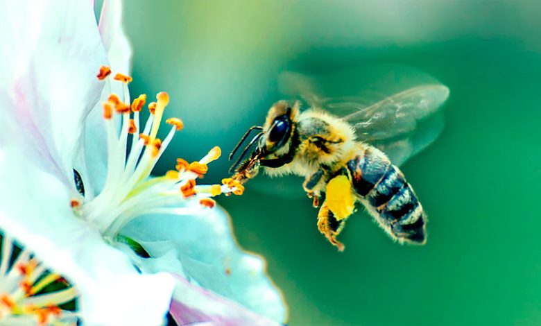 پنج کار شگفت انگیزی که زنبور عسل می‌تواند انجام دهد!