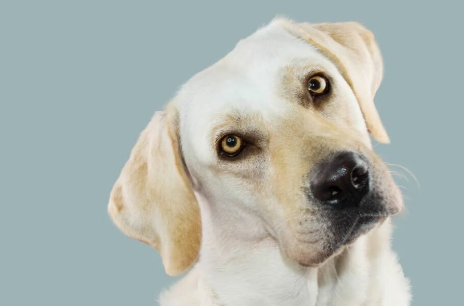 پژوهشی جدید: سگ‌ها موقعی که گیج می‌شوند، سرشان را کج می‌کنند