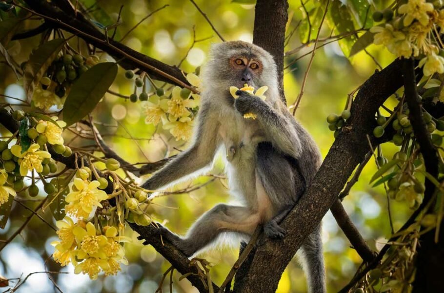 دانشمندان با موفقیت رویان مصنوعی آزمایشگاهی را در رحم میمون‌ها کاشتند