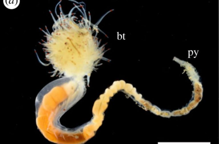 دانشمندان سه گونه کرم درخشنده جدید شبیه به شیاطین باستانی ژاپن را کشف کردند