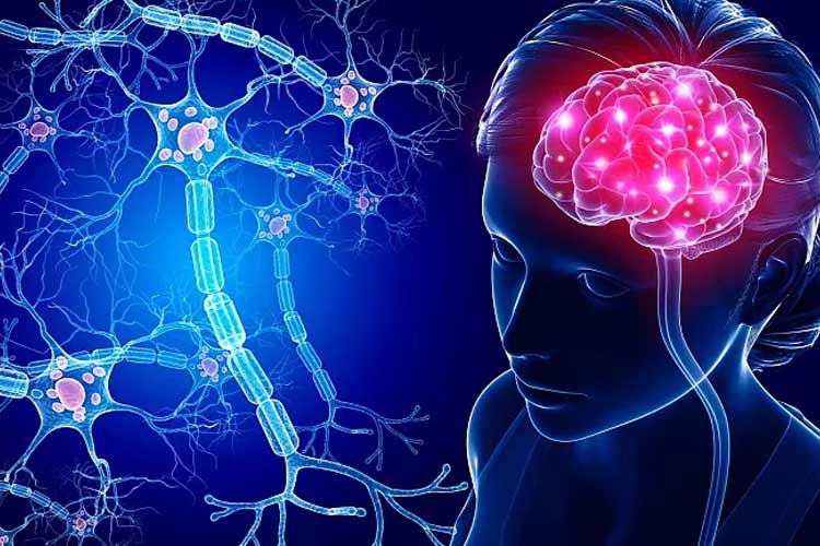 دانشمندان نحوه پیوند و ارتباط میان ذهن و بدن را در مغز انسان شناسایی کردند