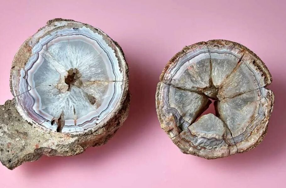 سنگی که 175 سال پیش کشف شده بود، یک تخم دایناسور 60 میلیون ساله از آب درآمد!