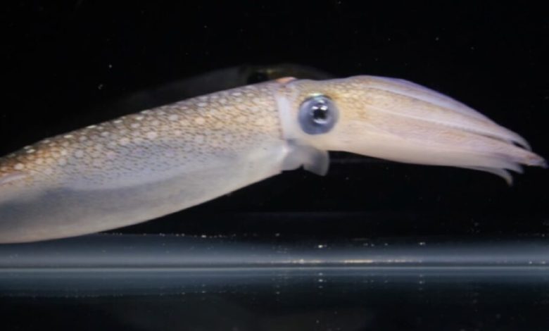 محققان مدعی شبیه‌سازی عملکرد استتار ماهی‌های مرکب در سلول‌های انسانی شدند