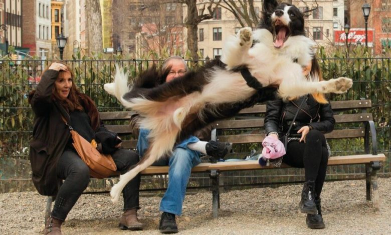 از گربه دروازه‌بان تا سگ زورو؛ فینالیست‌های مسابقه عکاسی کمدی حیوانات خانگی 2023 اعلام شد