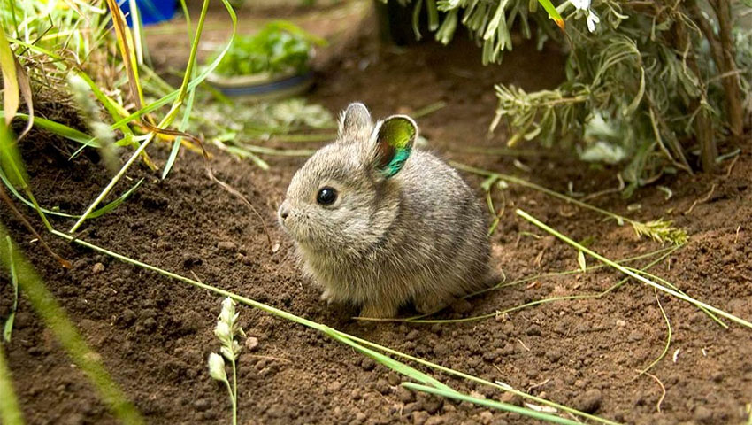 با 10 مورد از کوچک‌ترین حیوانات جهان آشنا شوید