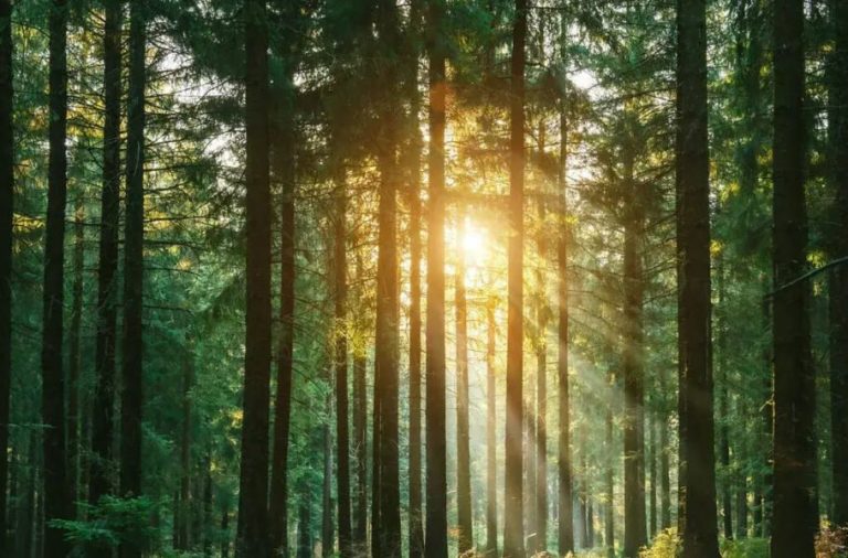 دانشمندان با اصلاح ژنتیک درختان، چوب پایدارتری تولید کردند