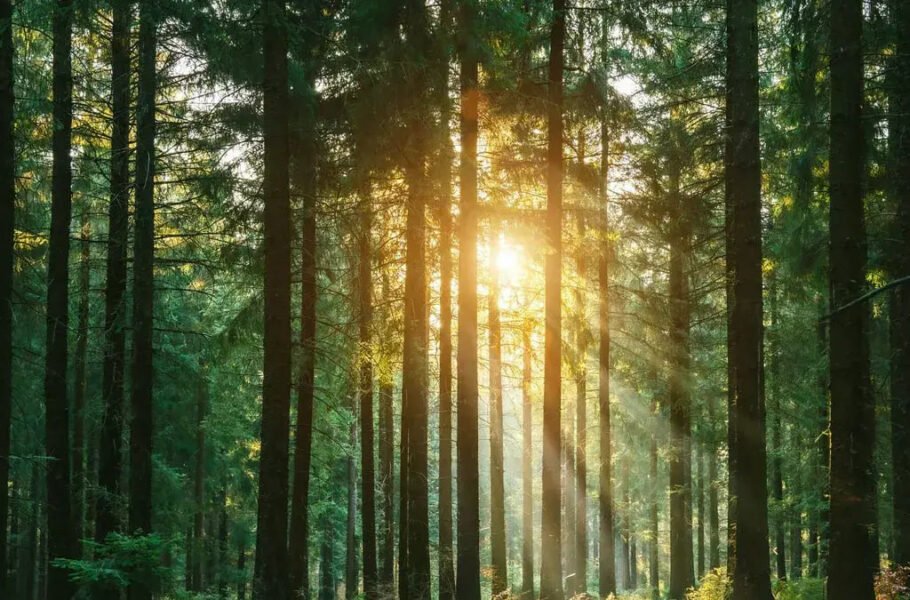 دانشمندان با اصلاح ژنتیک درختان، چوب پایدارتری تولید کردند