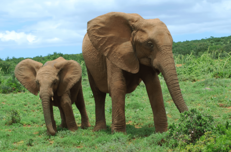 فیل‌ها مانند انسان‌ها تنوع در رژیم غذایی را ترجیح می‌دهند!