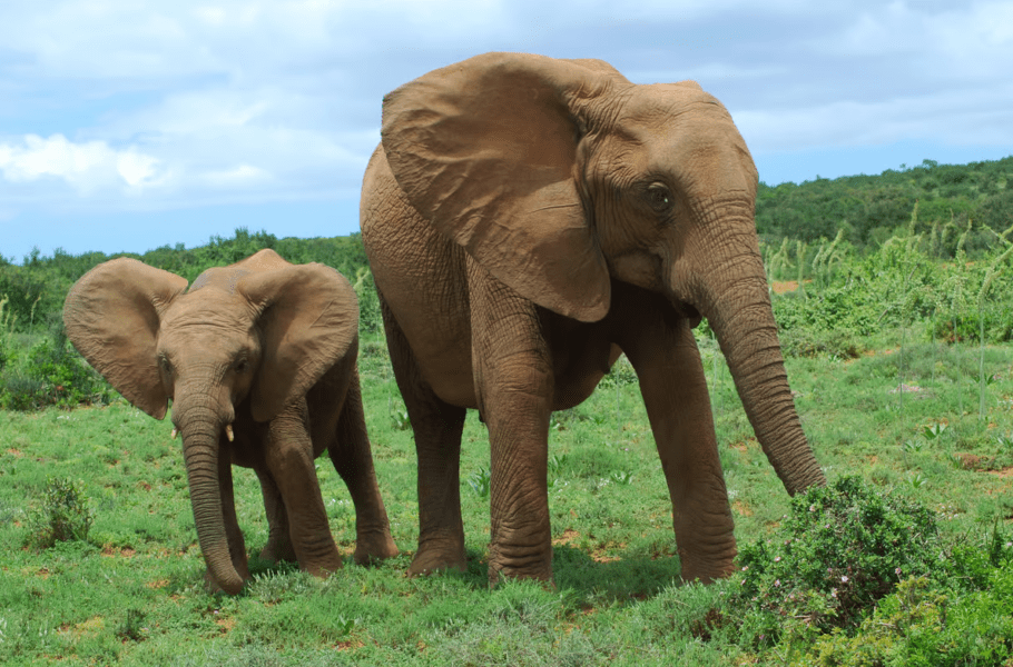فیل‌ها مانند انسان‌ها تنوع در رژیم غذایی را ترجیح می‌دهند!