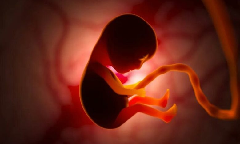 مطالعه‌ای جدید: جنین از یک ژن خاص برای ربودن مواد مغذی از مادر استفاده می‌کند