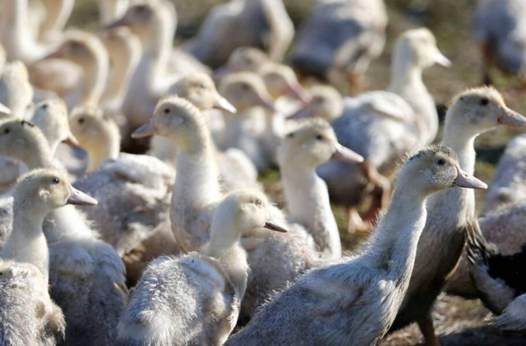 هشدار سازمان جهانی بهداشت: انتقال آنفولانزای پرندگان به انسان میتواند آسانتر شود