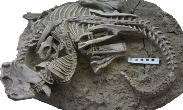 کشف فسیل نایابی که مبارزه یک پستاندار و دایناسور را نشان می‌دهد