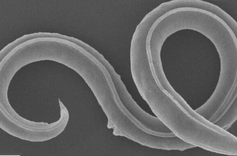 یک کرم لولهای پس از 46 هزار سال از درون یخها بیرون آمد و شروع به تولیدمثل کرد!